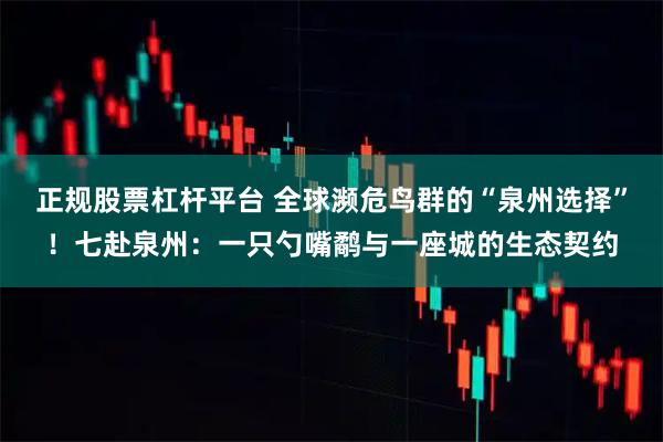 正规股票杠杆平台 全球濒危鸟群的“泉州选择”！七赴泉州：一只勺嘴鹬与一座城的生态契约